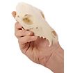 3D-printed fox skull for self-painting (16cm)